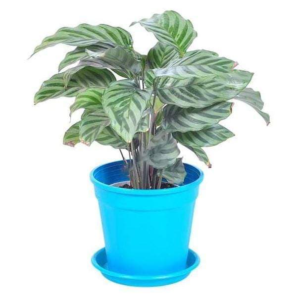 Calathea concinna freddie, Calathea concinna - Plant