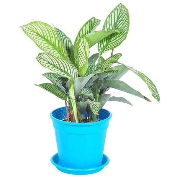 Calathea ornata albolineata, Calathea ornata (White stripes) - Plant