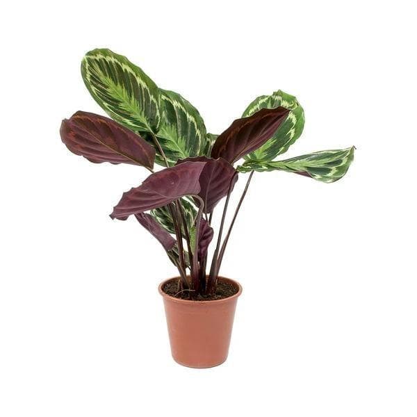 Calathea roseopicta medallion, Calathea marion - Plant