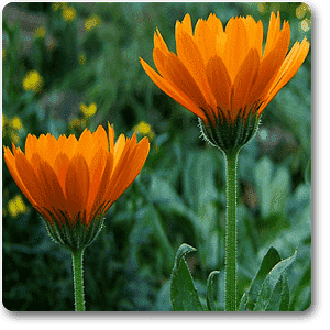 Calendula - Plant