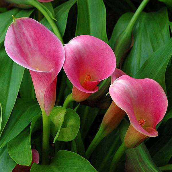 Calla Lily (Any Color) - Plant