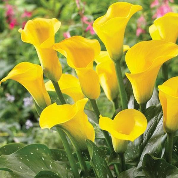 Calla Lily (Yellow) - Plant