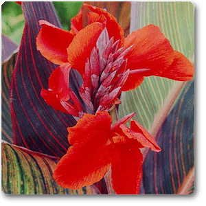 Canna (Orange Flower with Variegated Red Leaves ) - Plant