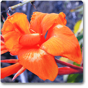 Canna (Orange Flower with Variegated Yellow Leaves ) - Plant