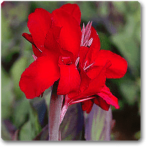 Canna (Red Flower with Green Leaves) - Plant