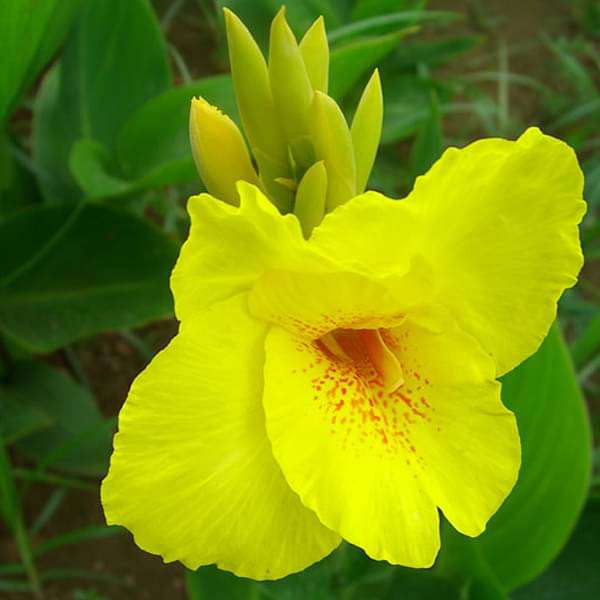 Canna (Yellow Flower with Green Leaves) - Plant