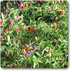 Capsicum Annum, Ornamental Chilli - Plant