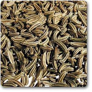Caraway Seeds - Plant