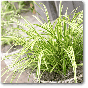 Carex Morrowii Variegata - Plant