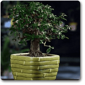 Carmona I Shape - Plant