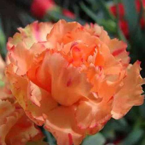 Carnation (Orange) - Plant