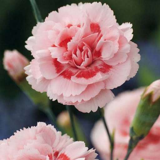 Carnation (Pink) - Plant