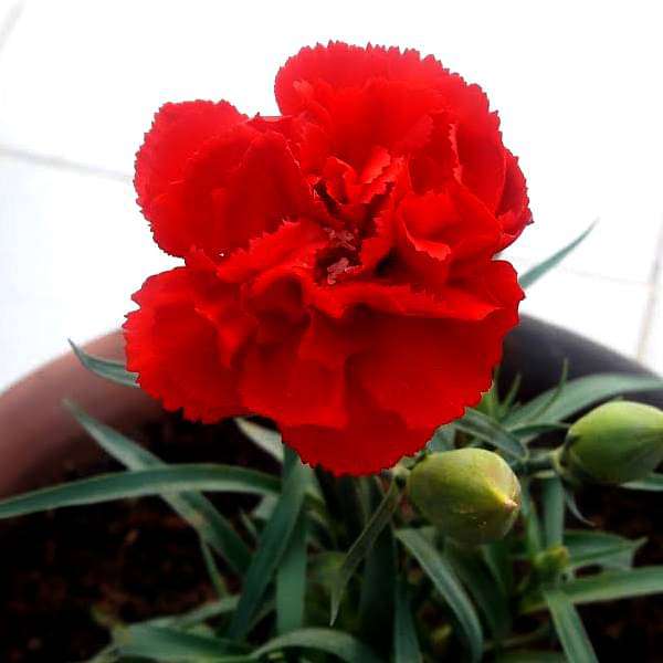 Carnation (Red) - Plant