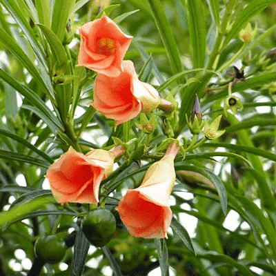 Cascabela Thevetia, Bitti (Peach) - Plant