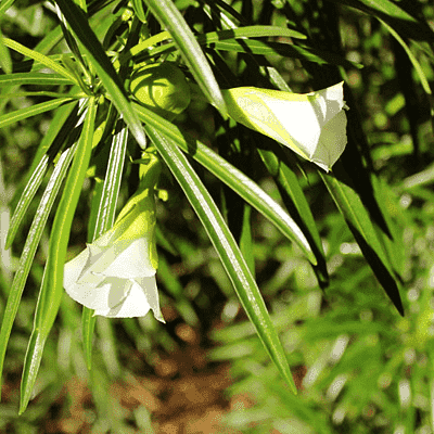 Cascabela Thevetia, Bitti (White) - Plant