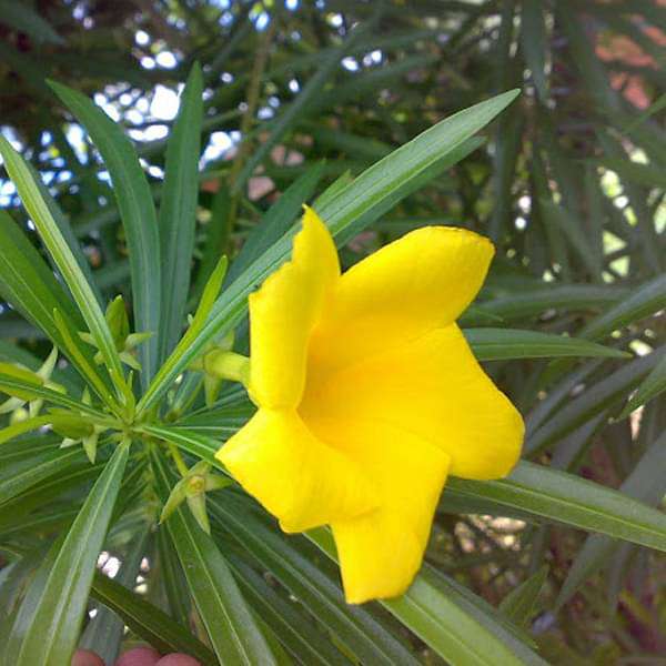 Cascabela Thevetia, Yellow Oleander, Bitti (Yellow) - Plant