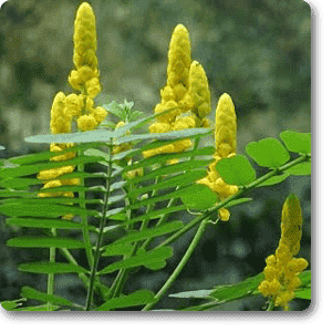 Cassia alata - Plant