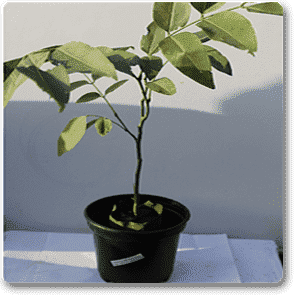 Cassia fistula, Golden shower Tree, Bahava - Plant