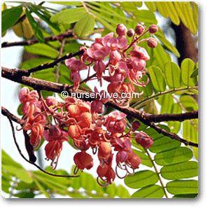 Cassia Grandis - Plant