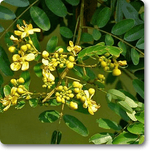 Cassia Siamea, Cassia Florida (Yellow) - Plant
