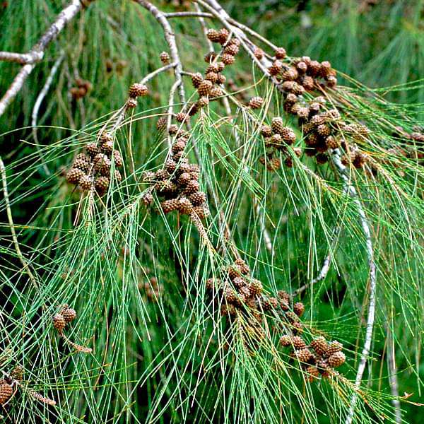 Casuarina equisetifolia, Australian Pine Tree - Plant