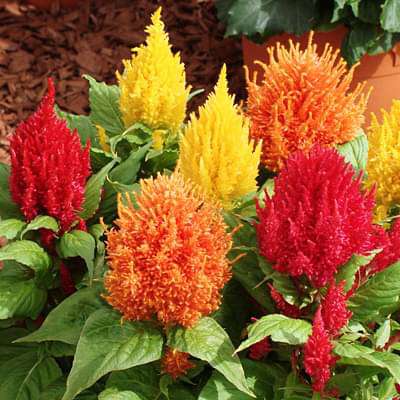 Celosia (Any Color) - Plant