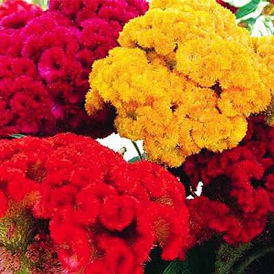 Celosia Cockscomb (Any Color) - Plant