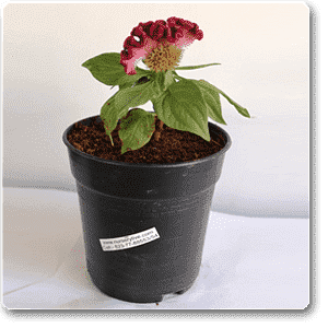 Celosia Cockscomb (Dark Pink) - Plant