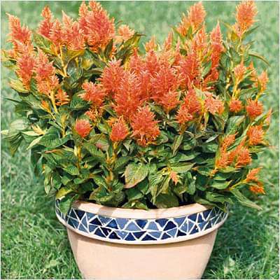 Celosia Cockscomb (Orange) - Plant