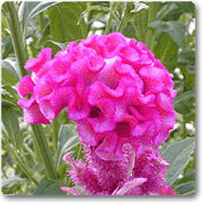 Celosia Cockscomb (Pink) - Plant