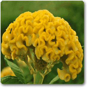 Celosia Cockscomb (Yellow) - Plant