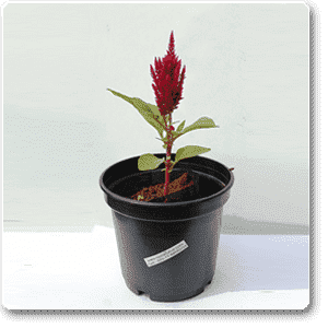 Celosia (Dark Pink) - Plant