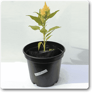 Celosia (Light Yellow) - Plant