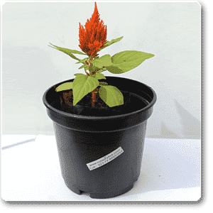 Celosia (Orange) - Plant