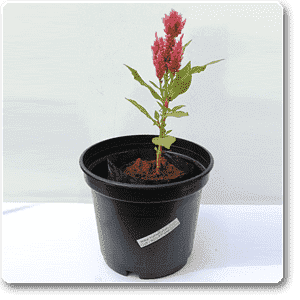 Celosia (Pink) - Plant