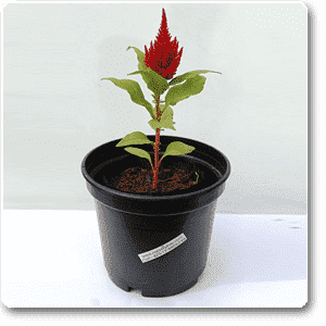 Celosia (Red) - Plant