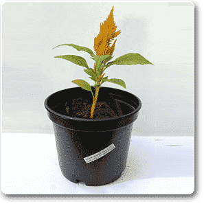 Celosia (Yellow) - Plant