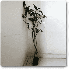 Chikoo, Sapota, Chiku Fruit (Grown Through Seeds) - Plant