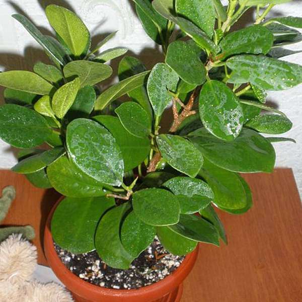 Chinese Banyan, Ficus Microcarpa nitida (Retusa) - Plant