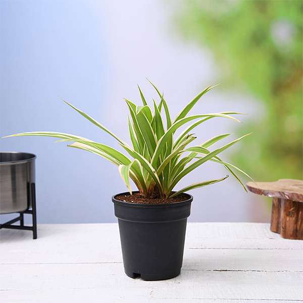 Chlorophytum, Spider Plant - Plant