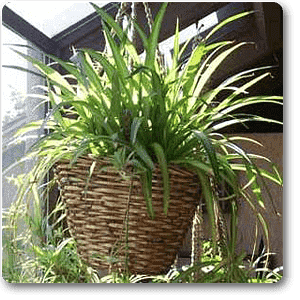 Cholorophytum Comosum - Plant