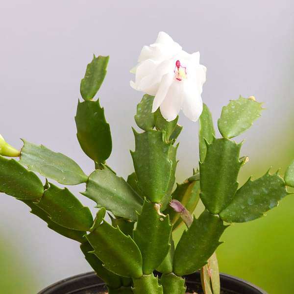 Christmas Cactus, Schlumbergera - Succulent Plant