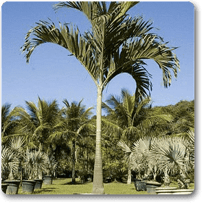 Christmas Palm, Manila Palm, Dwarf Royal Palm - Plant