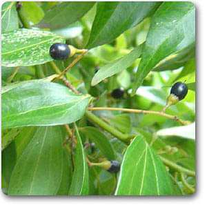 Cinnamon Bark, Dal chini - Plant