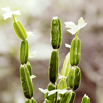 Cissus Quadrangularis, Hadjod - Plant