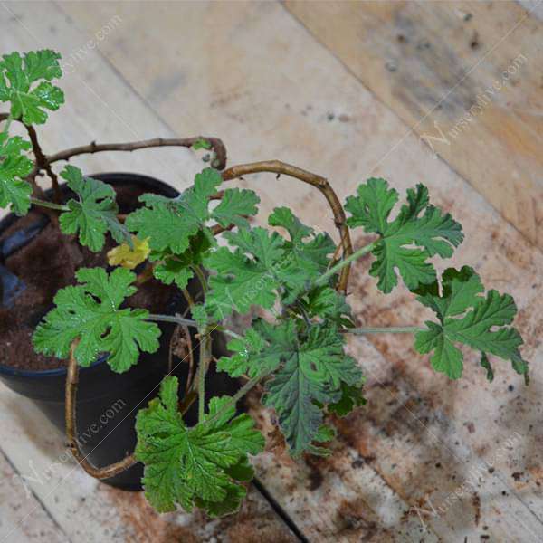 Citronella, Odomas - Plant