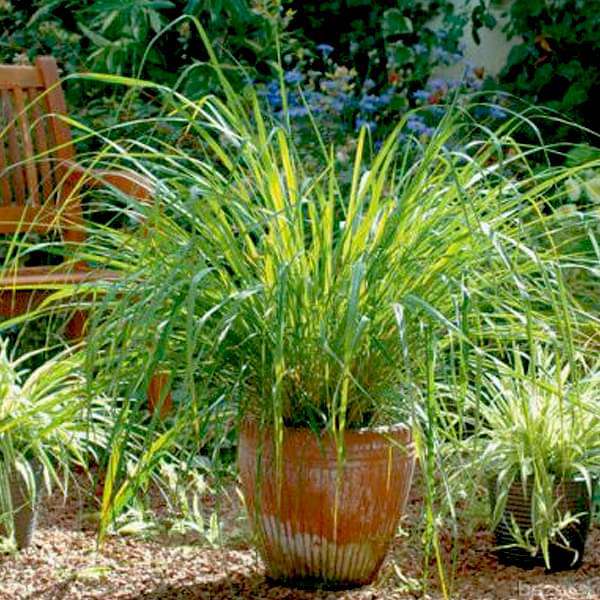 Citronella - Plant