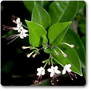 Clerodendrum Inerme (Koinal) - Plant
