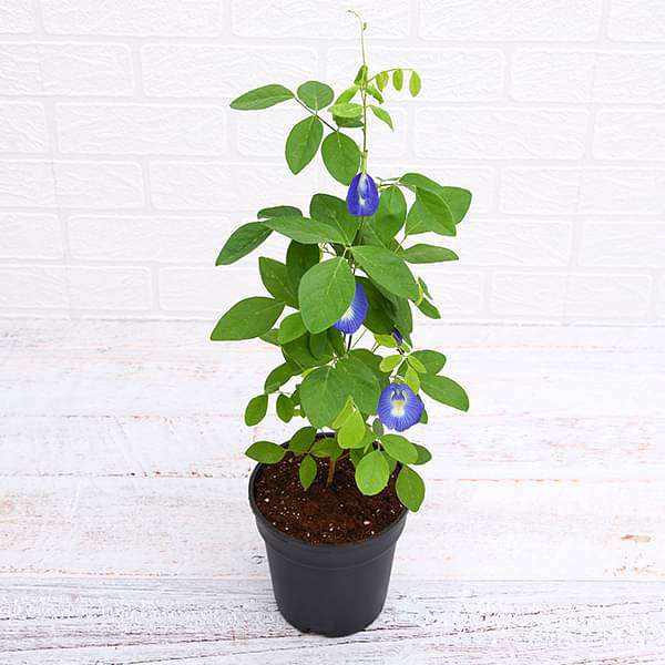 Clitoria Ternatea, Gokarna (Blue) - Plant