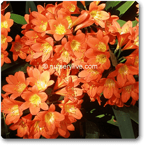 Clivia Miniata, Kaffir lily - Plant
